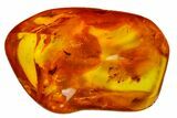 Detailed Fossil Ant and Flies in Baltic Amber #163470-4